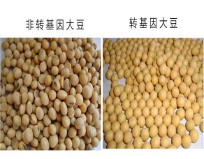 轉基因大豆 轉基因大豆