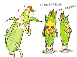 轉基因玉米 轉基因玉米