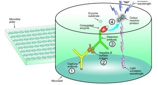 酶聯免疫分析方法