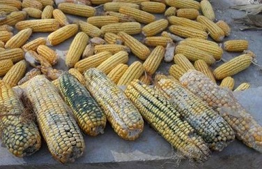 真菌毒素 真菌毒素