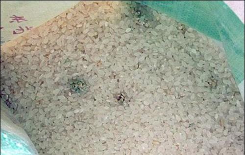 霉變大米 霉變大米