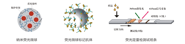β-內(nèi)酰胺類(lèi)熒光定量快速檢測(cè)卡/試紙條