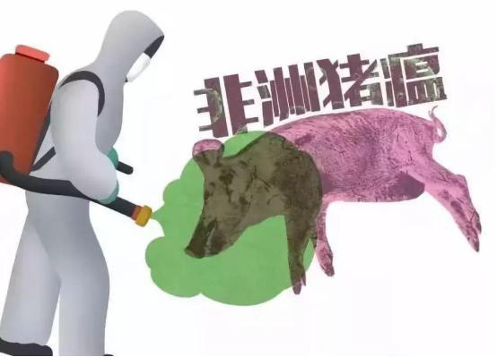 非洲豬瘟 非洲豬瘟