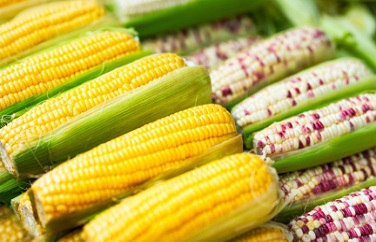 玉米黃曲霉素 玉米黃曲霉素