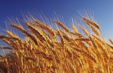 糧食真菌毒素 糧食真菌毒素