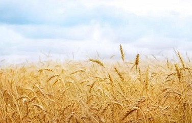 嘔吐毒素檢測(cè)儀 嘔吐毒素檢測(cè)儀