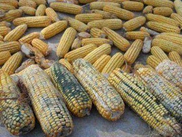 黃曲霉毒素 黃曲霉毒素