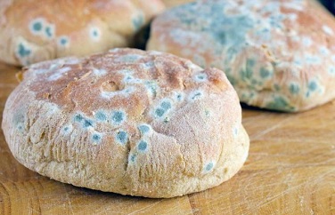 食品黃曲霉毒素 食品黃曲霉毒素