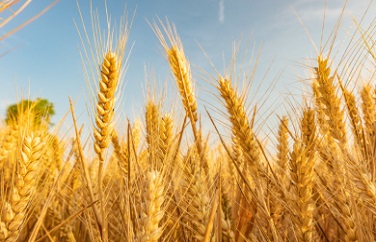 小麥嘔吐毒素 小麥嘔吐毒素