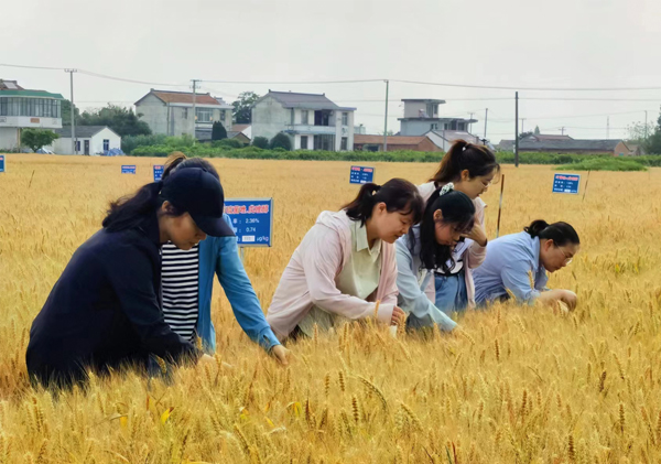 小麥全產業鏈綠色防控技術協同推廣計劃 小麥全產業鏈綠色防控技術協同推廣計劃