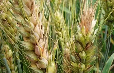 小麥嘔吐毒素 小麥嘔吐毒素