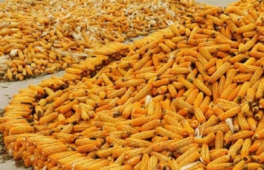 真菌毒素檢測 真菌毒素檢測