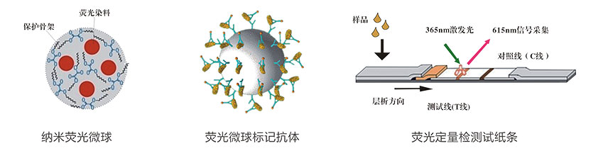 維生素B12熒光定量快速檢測試紙條 維生素B12熒光定量快速檢測試紙條